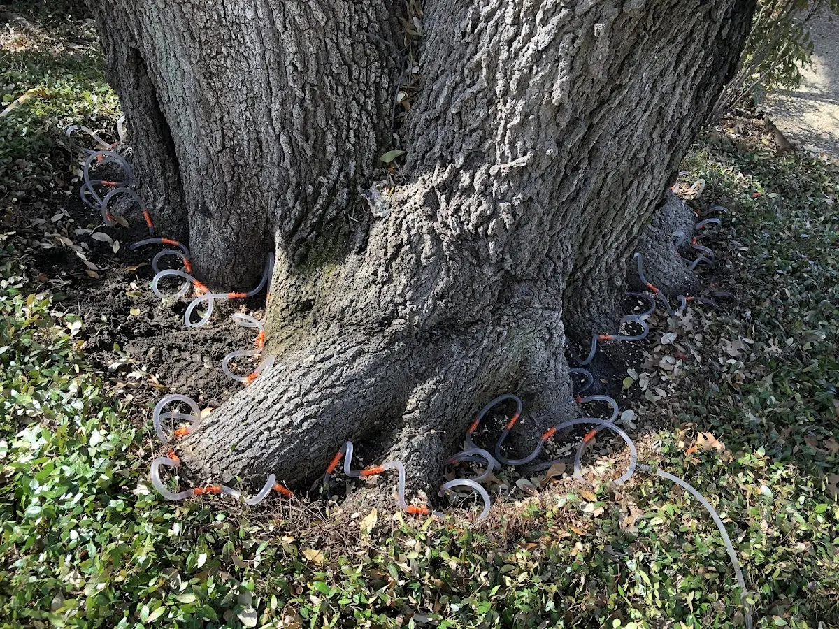 Detailed Shrub and Hedge Trimming job site in Lake Jackson