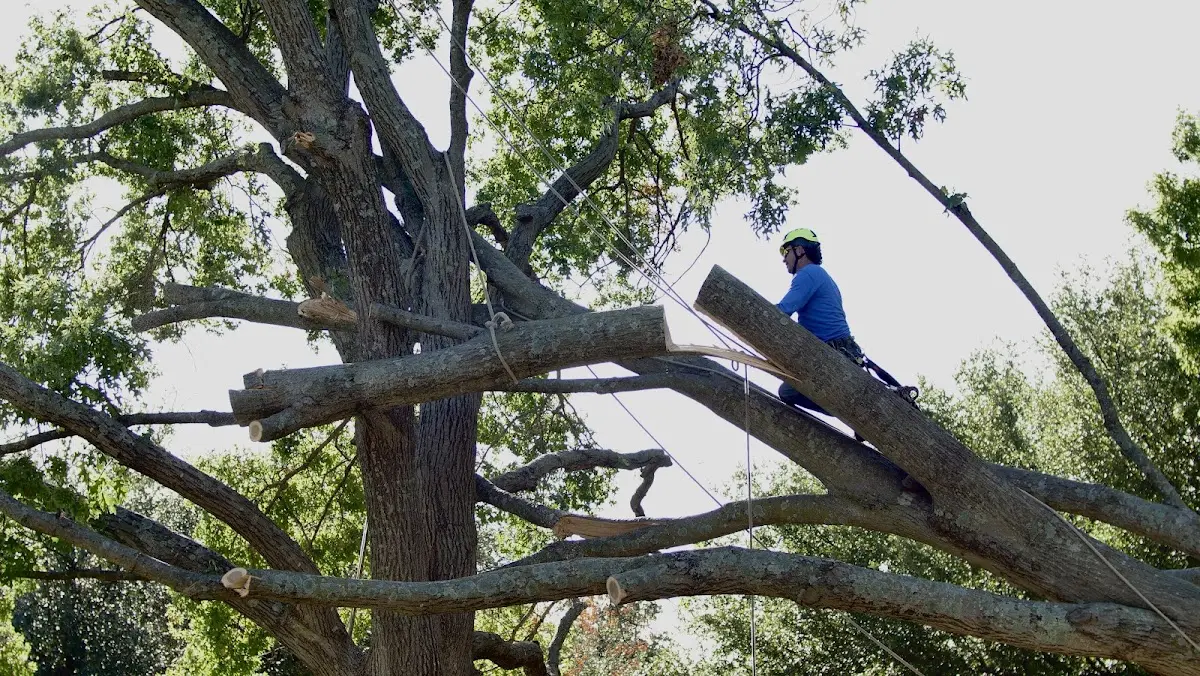 Professional Crown Thinning performed by certified arborists in Lake Jackson